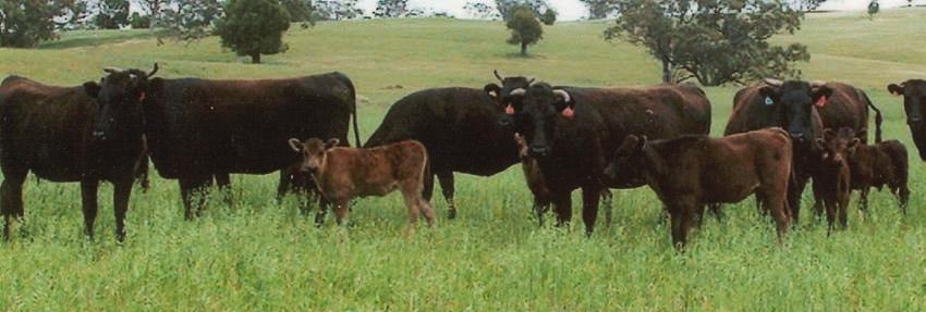 Australia is now in the unique position of having the best accumulation of WAGYU genetic material