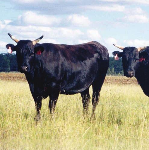 Markets for Australian WAGYU There are two major components of the WAGYU feeder cattle market: Live Export to Japan Sale to Australian Feedlots The live cattle trade with Japan has moved from less