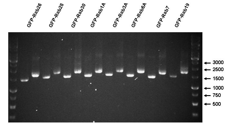 Analyse the PCR products obtained in the PCR-1 and OE-PCR on an agarose gel (see Fig. 2 for examples of typical PCR products).