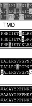 C. briggsae has two putative HRG-2 orthologs,