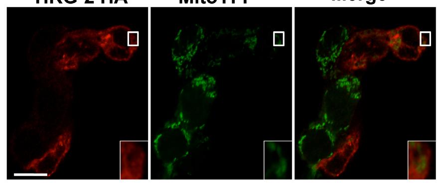 Cells co-transfected with HA-tagged HRG-2 and the mitochondrial marker mitoyfp were subjected to