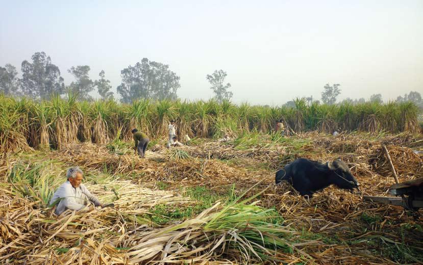 Issues confronting sugarcane farmers and sugar industry Low productivity and low incomes are serious concerns that growers are grappling with owing to various set of factors.