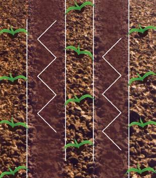 2.2 Transplanting of the seedlings in furrows The ideal age for transplanting young seedlings from the nursery to the main field is 25 to 35 days, as they will establish and grow better, with minimum