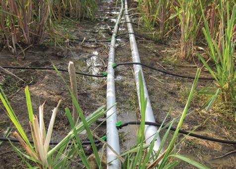 Providing sufficient moisture and avoiding flooding of fields Ssi Water requirement for sugarcane is usually an average of 60 lakh litres/acre for a full season including rainfall (units keep