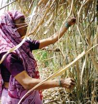 Detrashing Detrashing means removal of excess and unproductive leaves from the plants. Sugarcane produces a large number of leaves.
