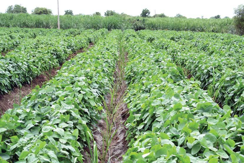 Intercropping for effective utilization of land Ssi SSI supports intercropping within sugarcane stands with crops like wheat, potato, cow pea, french beans, chick pea, water melon, brinjal, etc.