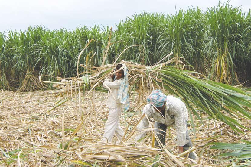 Harvesting Ssi Harvesting is the most important stage in cane cultivation, as it requires appropriate timing and methods to perform this activity.
