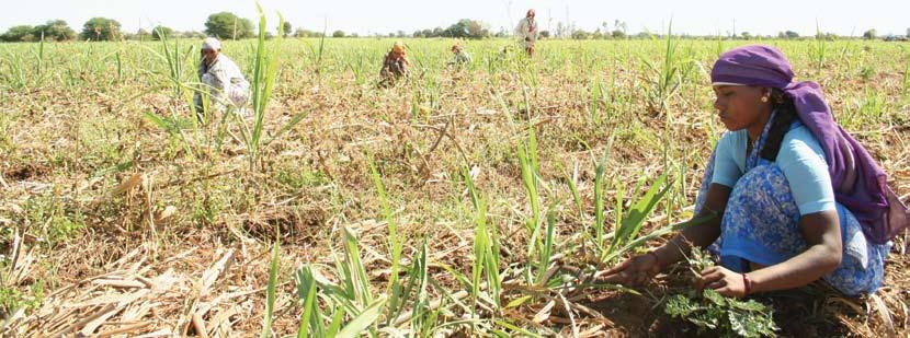 Ratoon management Ssi For successful ratooning, plant crops should be harvested when the weather conditions are conducive for stubble sprouting, neither too cold nor too hot.