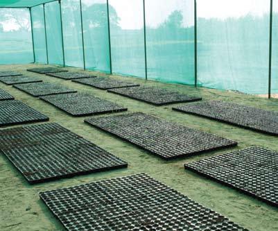 Annexure Size of Shade net shed required for nursery (1 acre) Total number of trays needed for nursery (1 acre): Spacing Number of trays 4x2 ft spacing 145 5x2 ft spacing 120 Size of shade net shed: