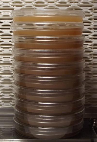 Growth Media Soybean Casein Digest Media (Trypticase Soy Broth/Agar) to support the growth of bacteria Malt Extract Agar or other media that supports the growth of fungi Must