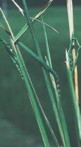 Oats severely infected with stem nematode causing