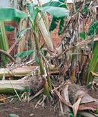 Stunting/reduced height of plantain (plants on left) caused by