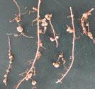 18 Practical plant nematology Root galls versus root