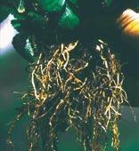 Maize roots infected with Pratylenchus lesion nematodes (right) compared