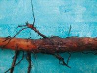 Symptoms of nematode damage 21 Root rot and tuber rot Nematodes alone can cause rotting of roots and tubers through extensive