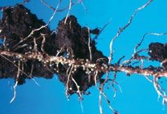 Dark brown cyst and white female Heterodera oryzicola embedded in rice root tissue [RP].