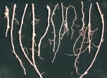 roots and tubers when assessing mature harvested