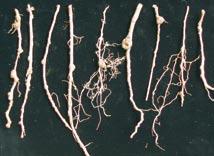 roots removed from standing plants. Cassava roots 1.