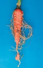 gall scoring on carrot