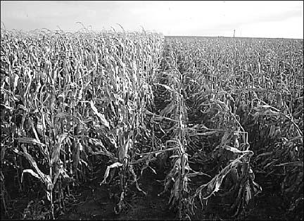 Corn hybrid with a Bt gene (left) and a hybrid susceptible to European