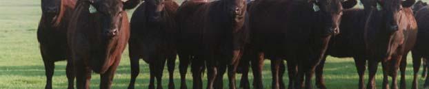 beef producers from value-added heifers and