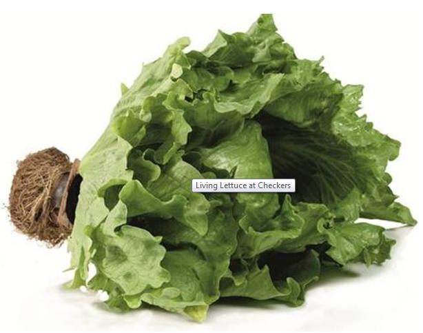 based firm Endinava launched a new exiting living lettuce cultivar which has a longer shelf-life of up to 4 weeks in comparison to conventional lettuce.