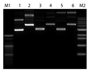 Plasmid DNA Extraction MagListo 5M Plasmid Extraction Kit is used to extract plasmid DNA from cultured bacteria.