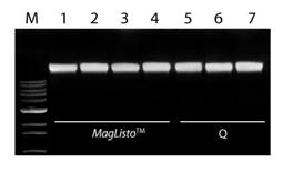 Specifications Sample Type Mini Midi Maxi Whole blood Cultured cell Animal tissue Bacteria (Gram (-),(+)) Hands-on time 200 µl (< 10 µg) 2 ml (< 80 µg) - 1 x 106(< 12 µg) - 5 x 106 (< 60 µg) - 25 mg