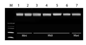 Applications Gene Cloning, PCR, Real-Time PCR, Southern Blotting, SNP genotyping Experimental Data Fig1.