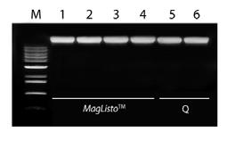 53 ug purity(a260/280): 1.85 (b) Animal tissue MagListo - yield: 5.48 ug purity(a260/280): 1.86 Competitor- yield: 5.60 ug purity(a260/280): 1.85 (c) HeLa cell (1x106) MagListo - yield: 24.