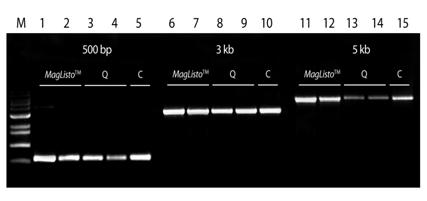 Fragment DNA Extraction MagListo 5M Gel Extraction Kit with MagListo Magnetic Separation Rack is used to quickly and easily extract target DNA fragments from TAE & TBE agarose gels.