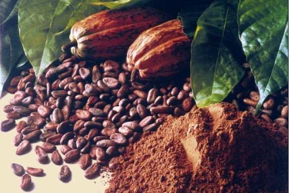 INTERNATIONAL COCOA ORGANIZATION Indonesian Cocoa
