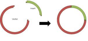 CLD Process: A Set of Interacting Factors
