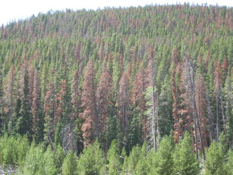 2.3 Mountain Pine Beetle in the Upper CLP Watershed The mountain pine beetle (MPB), Dendroctunus ponderosae, is native to forests of western North America.