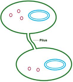 Question#18: Bacterial Reproduction The figure to the right shows two bacteria connected by a structure called a pilus. This is an example of. A. transduction B. Transformation C. conjugation D.