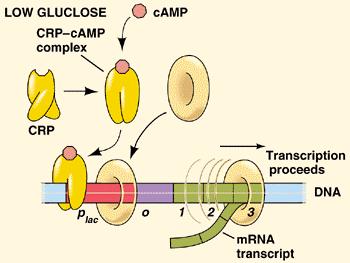 A. block RNA polymerase, increase camp concentration B. block RNA polymerase, decrease camp concentrations C.