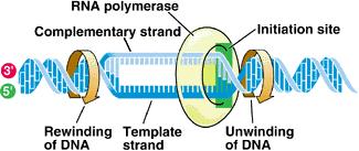 Question#4: Initiation of Transcription Which of the following statements about the initiation of transcription (bottom) is false? A. A gene 뭩 promoter is a sequence of DNA where RNA polymerase binds.