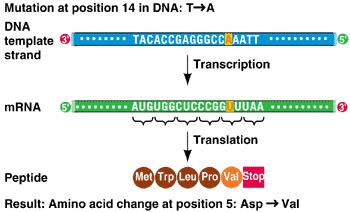 Question#12: Mutations I Consider the figure below showing a mutation at position 14 in the DNA that causes valine to substitute for asparigine in the peptide chain. This is an example of a A.