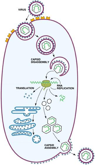 A. Some viruses can be surrounded by membrane derived from the host cell. B. Naked virions enter cells via endocytosis. C.