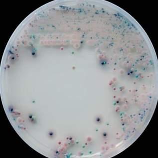 This medium is especially useful in detecting mixed yeast infections. It allows a complete view of mixed populations of yeasts, while inhibiting the majority of bacterial species.