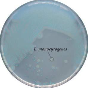 CHROMagar Products CHROMagar Listeria Code: 1107 Listera monocytogenes is a pathogenic bacterium which can cause serious food poisoning.