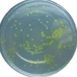 Typical Pseudomonas aeruginosa colonies appear greenish in color ph: 7.00-7.