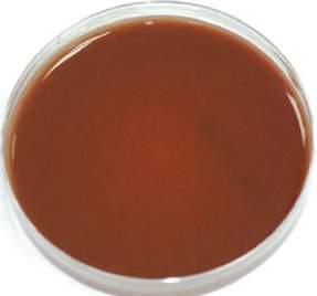 M O N O P L A T E S CHOCOLATE BACITRACIN AGAR Code: 1029 A selective medium for the isolation of Haemophilus species from Specimens of mixed flora.