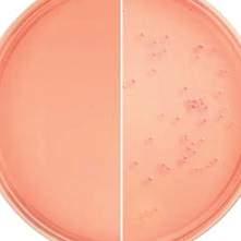 This permits the more accurate selection of members of the genera Shigella and Salmonella, which form colorless or nearly colourless colonies on DCLS Agar ph: 7.00 7.