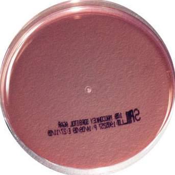 M O N O P L A T E S MacCONKEY AGAR W/SALT & CRYSTAL VIOLET Code: 1057 A selective differential medium for the isolation And enumeration of enteric gram negative bacilli as with MacConkey Agar.