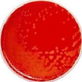 MONO PLATES NUTRIENT AGAR Code: 1075 A general purpose medium for the cultivation, enumeration and maintenance of non-fastidious organisms. PH: 7.20 7.
