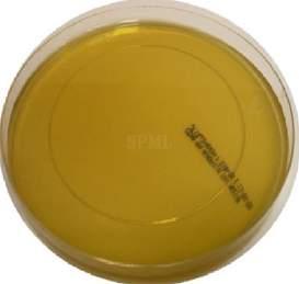 M O N O P L A T E S Haemophilus Test Medium Code: 4040 This is the medium of choice by CLSI/NCCLS for use in the antibiotic