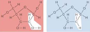 ) Monomers (units): nucleotides Nitrogenous base