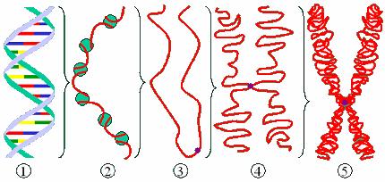 and chromosomes arranges together with specific proteins called histones Chromatin fibers are + histones Before cell division Condensed chromatin fibers Are