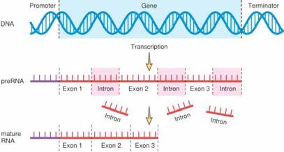 ) (3) Enzyme sequentially attaches new nucleotides with dehydration reactions (4) Replication bubbles combine and two new strands complementary to the original ones are formed Controlling gene